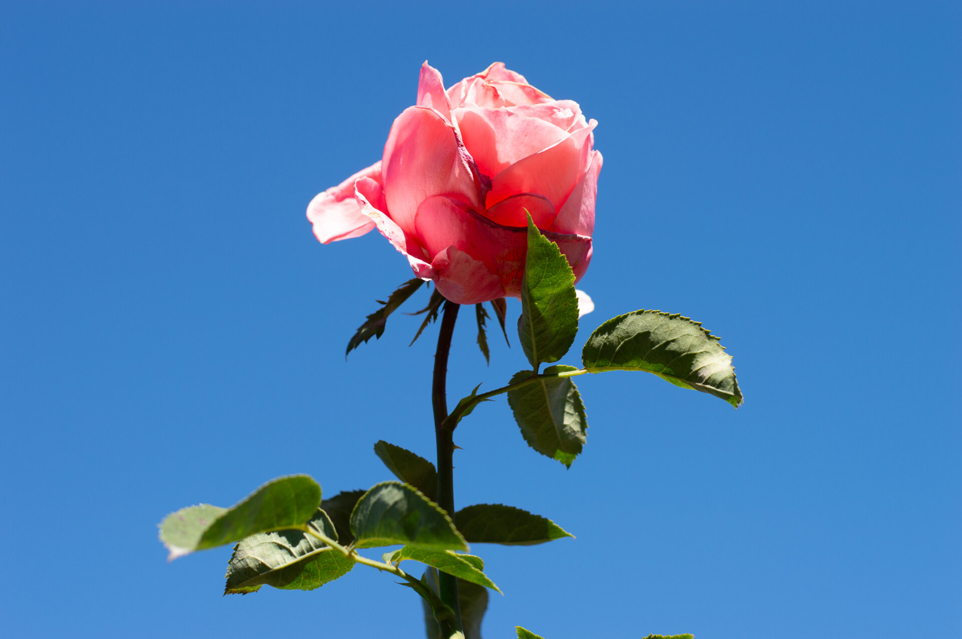 DSC_1257