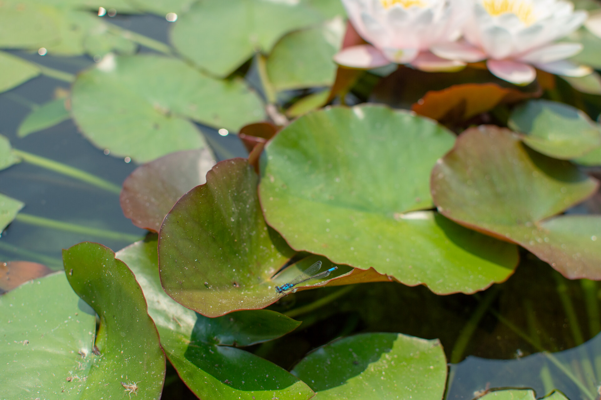 DSC_2527